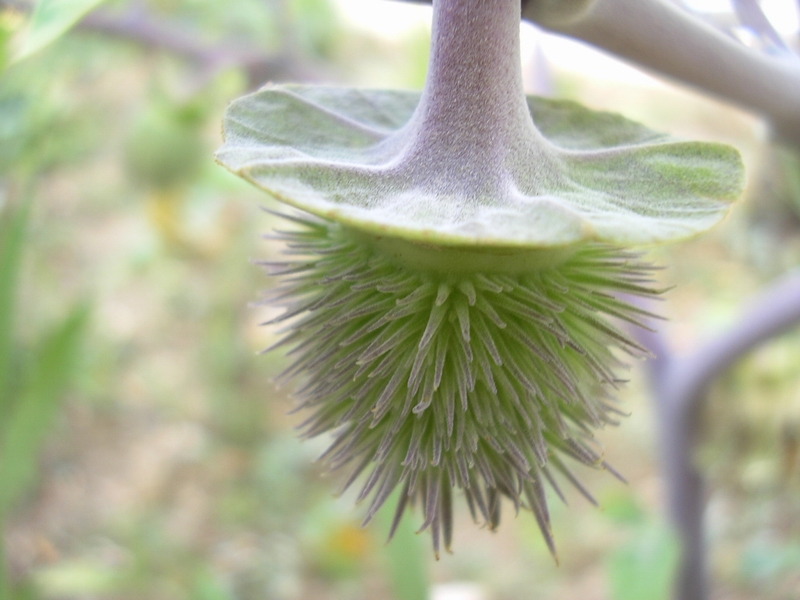 Datura innoxia / Stramonio metello, Noce metella